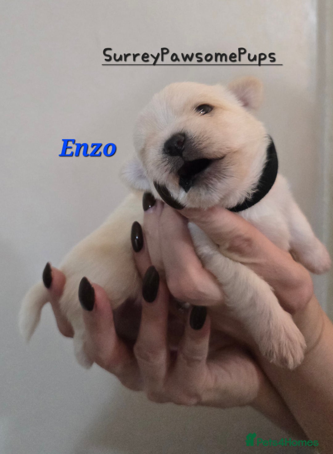 Mixed Breed dogs for sale: F1 Malchi puppys from health tested parents  - Image 16