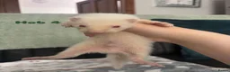 Ferret rodents for sale: 1 full albino hob kit ready july 17 - Advert 7