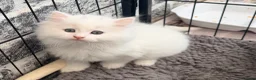 Persian cats for sale: 4 beautiful Persian x kittens, ready now - Advert 11