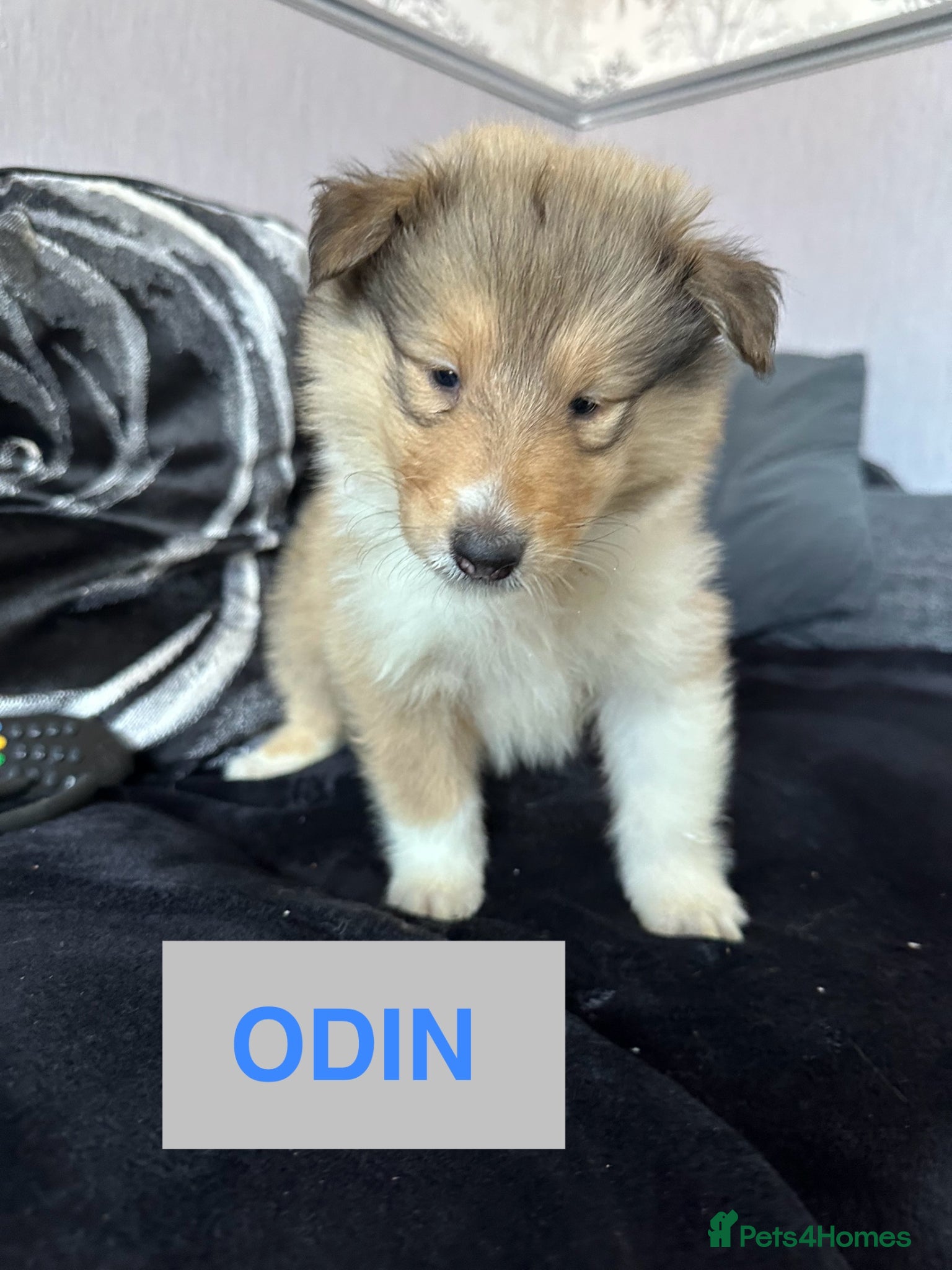 Rough Collie dogs Male KC Rough Collie Puppies Sable & White - Advert 1