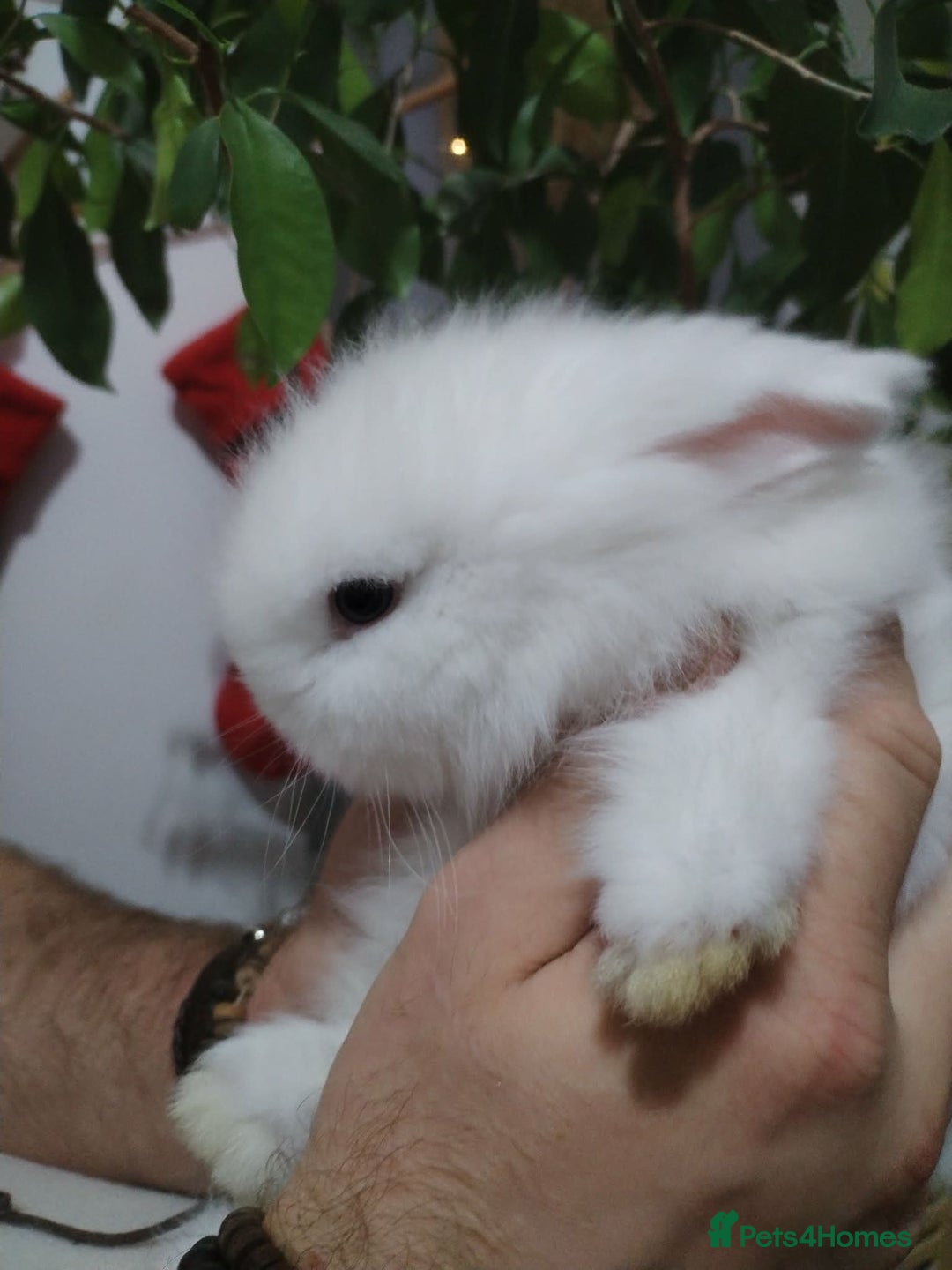 Lionhead rabbits for sale: Pure Breed Fluffy Double Mained LionHead Kits - Advert 10