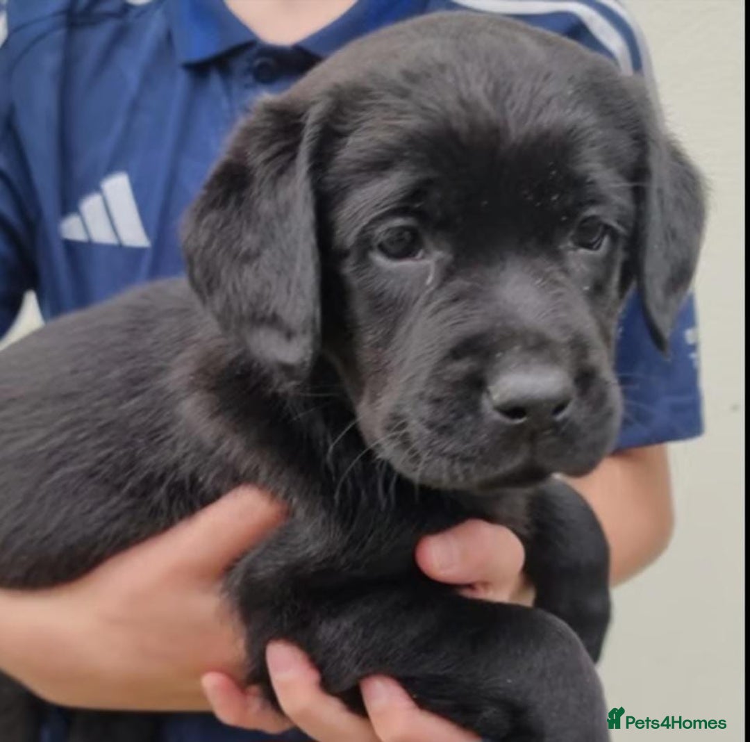 Labrador Retriever dogs for sale: Fully health checked labrador puppies - Advert 1