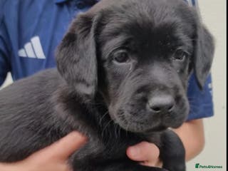Labrador Retriever dogs Fully health checked labrador puppies - Advert 11