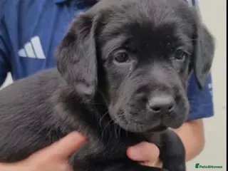 Labrador Retriever dogs Fully health checked labrador puppies - Advert 10