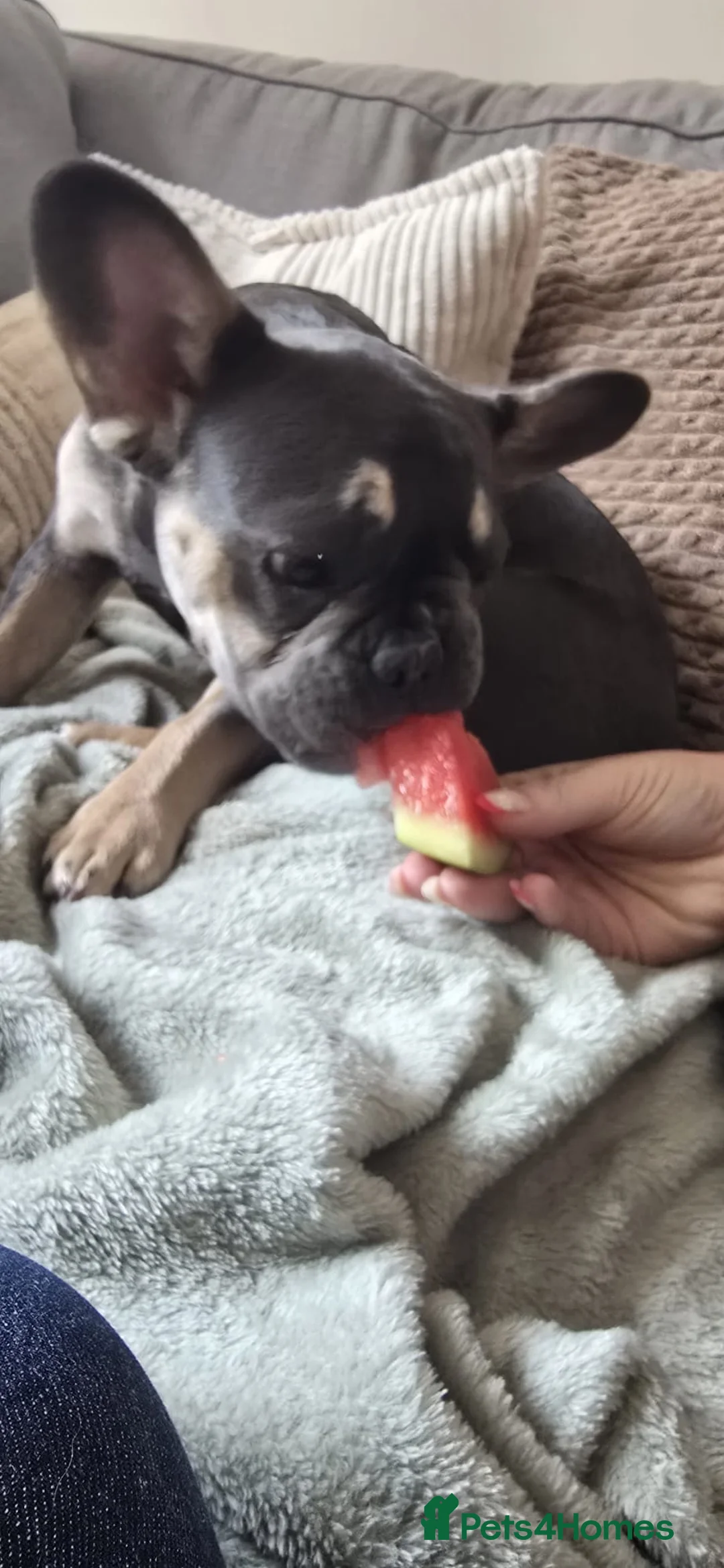 French Bulldog dogs for sale: 6 month french bulldog female  in Torpoint - Advert 8