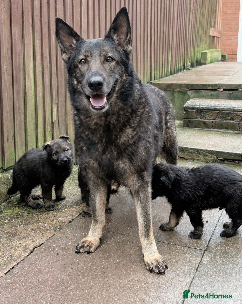 German Shepherd dogs Stunning German Shepard Pups  - Advert 3