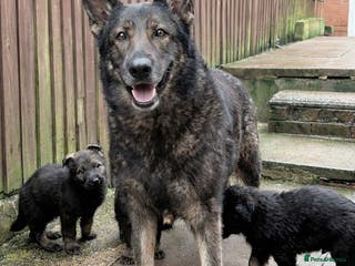 German Shepherd dogs Stunning German Shepard Pups - Advert 3