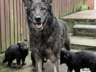 German Shepherd dogs Stunning German Shepard Pups - Advert 5