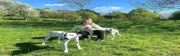 Dalmatian dogs for sale: Blue is looking for his second home *please read* in Lancaster - Advert 30