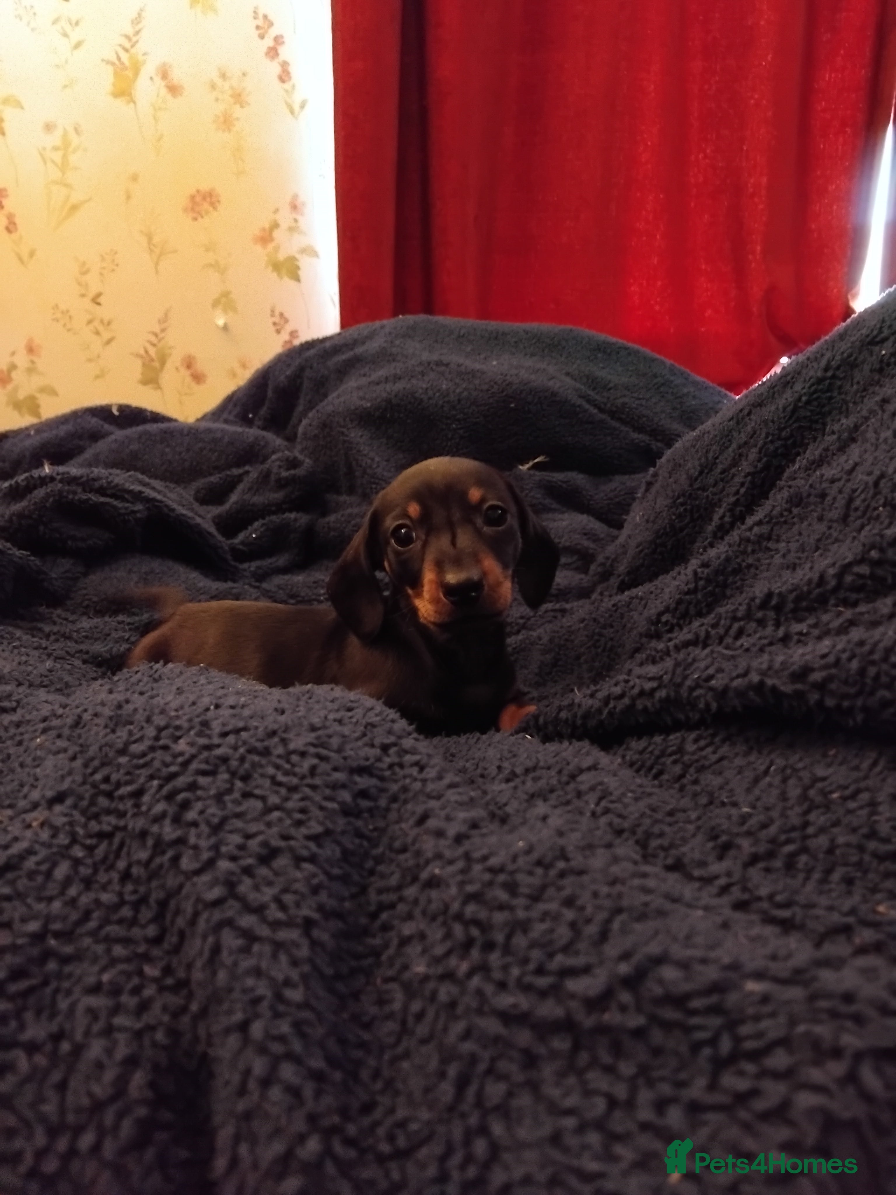 Miniature Dachshund dogs Miniature dashchund  - Advert 8