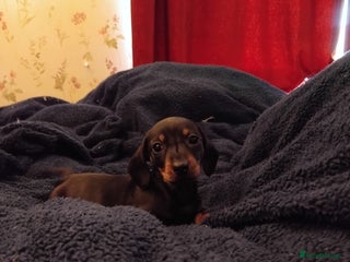 Miniature Dachshund dogs Miniature dashchund - Advert 5