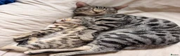 Bengal cats for sale: 🖤Triple Grand Champion — TICA - Registered Bengal - Advert 10