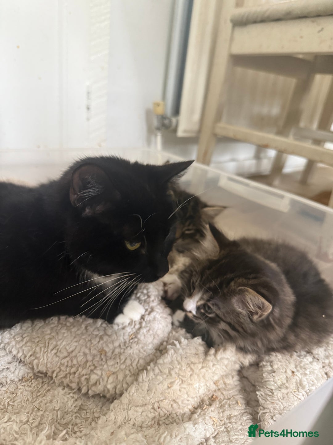 Mixed Breed cats for sale: 3 kittens looking for a new home  - Image 7