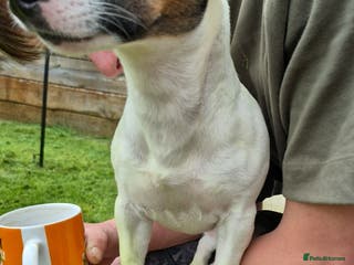 Jack Russell dogs Jack russle pups for sale - Advert 1