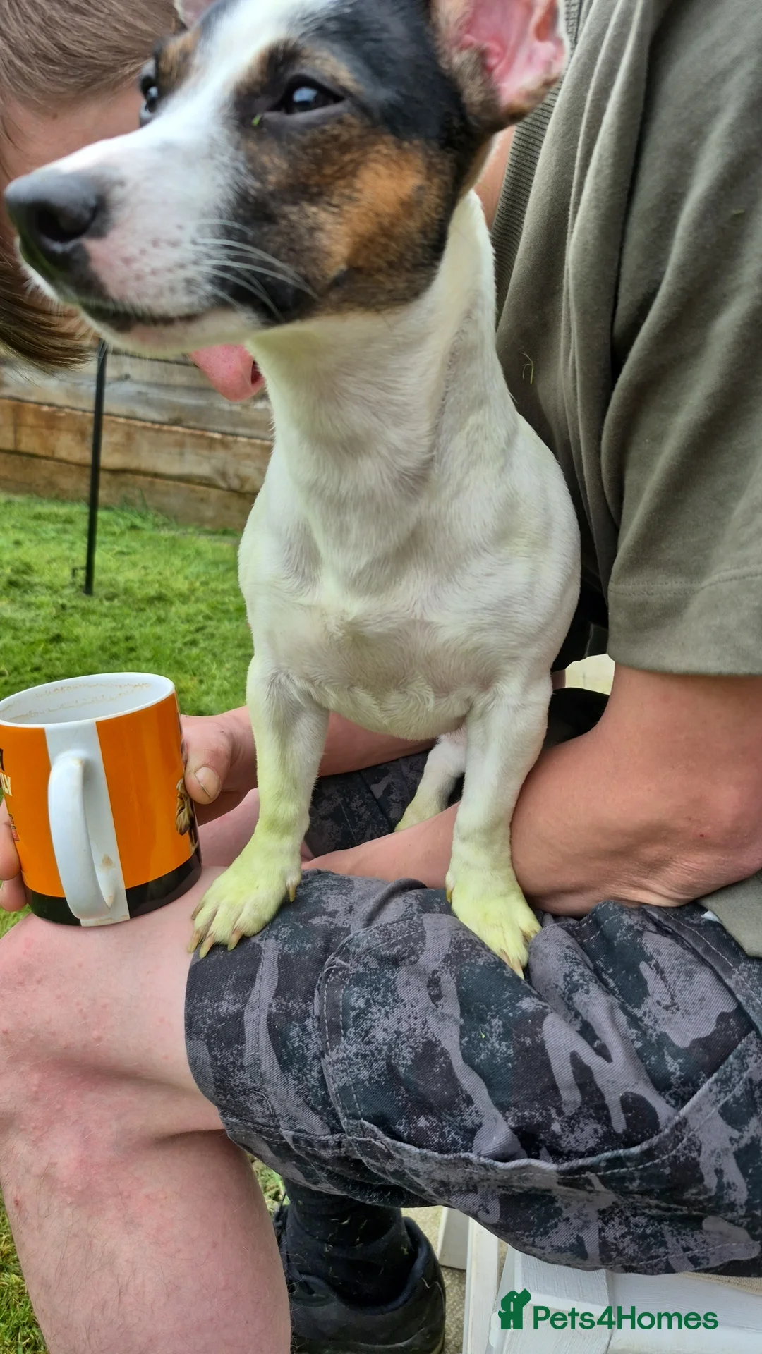 Jack Russell dogs for sale: Jack russell pups for sale - Advert 1