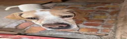 Mixed Breed dogs for adoption: ANJO  - Advert 3