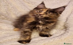Maine Coon cats for sale: 🌟Ready to leave 4 XL Maine Coons active available - Image 11