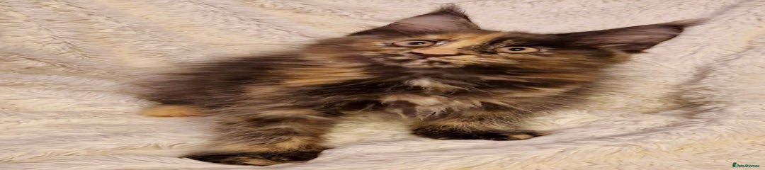 Maine Coon (Purriness) 