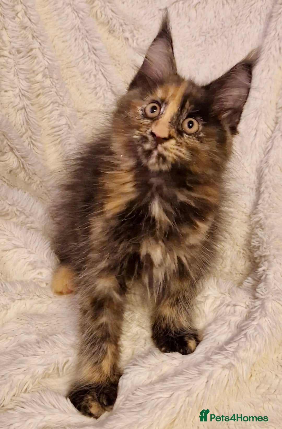 Maine Coon cats for sale: 🌟Ready to leave 4 XL Maine Coons active available - Image 11