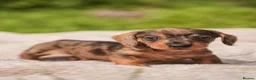 Dachshund dogs for sale: Rare Standard Wire Haired Dapple Dachshunds  in Leicester - Advert 4