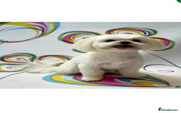 Maltipoo dogs for sale: Maltipoo puppies 🩷 - Image 4