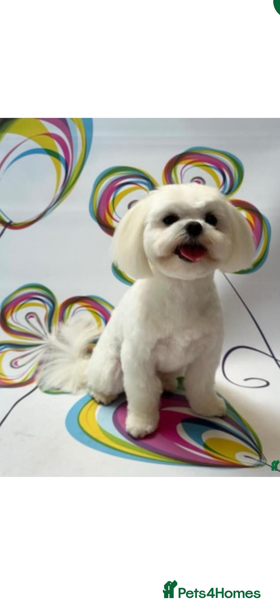 Maltipoo dogs for sale: Maltipoo puppies 🩷 - Image 4