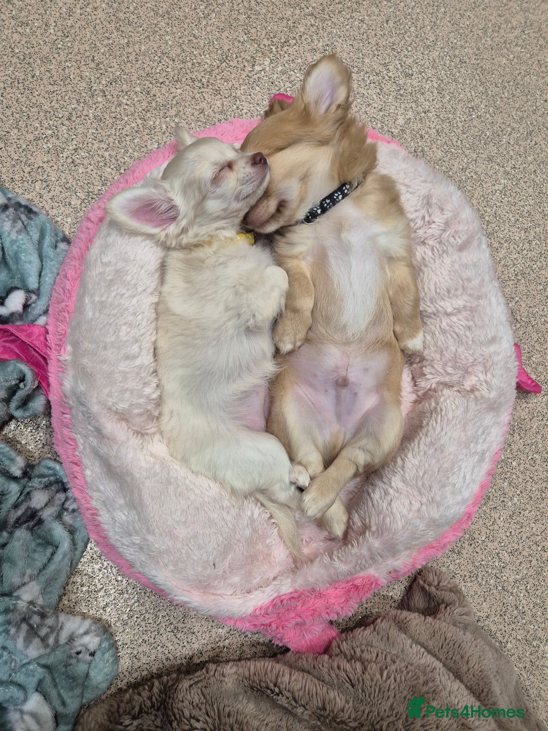 Chihuahua dogs for sale: ***READY NOW*** Long Haired Chihuahua Pups  - Advert 4