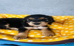 Cocker Spaniel dogs for sale: Kc reg show type cocker spaniel puppies  - Image 2