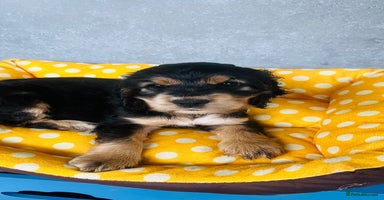 Cocker Spaniel dogs - Advert 3