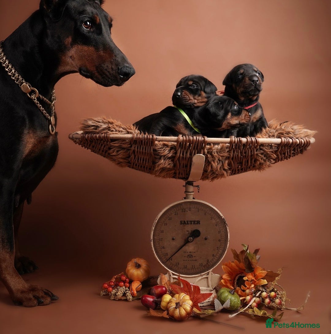 Dobermann dogs for sale: Doberman puppies  - Advert 5