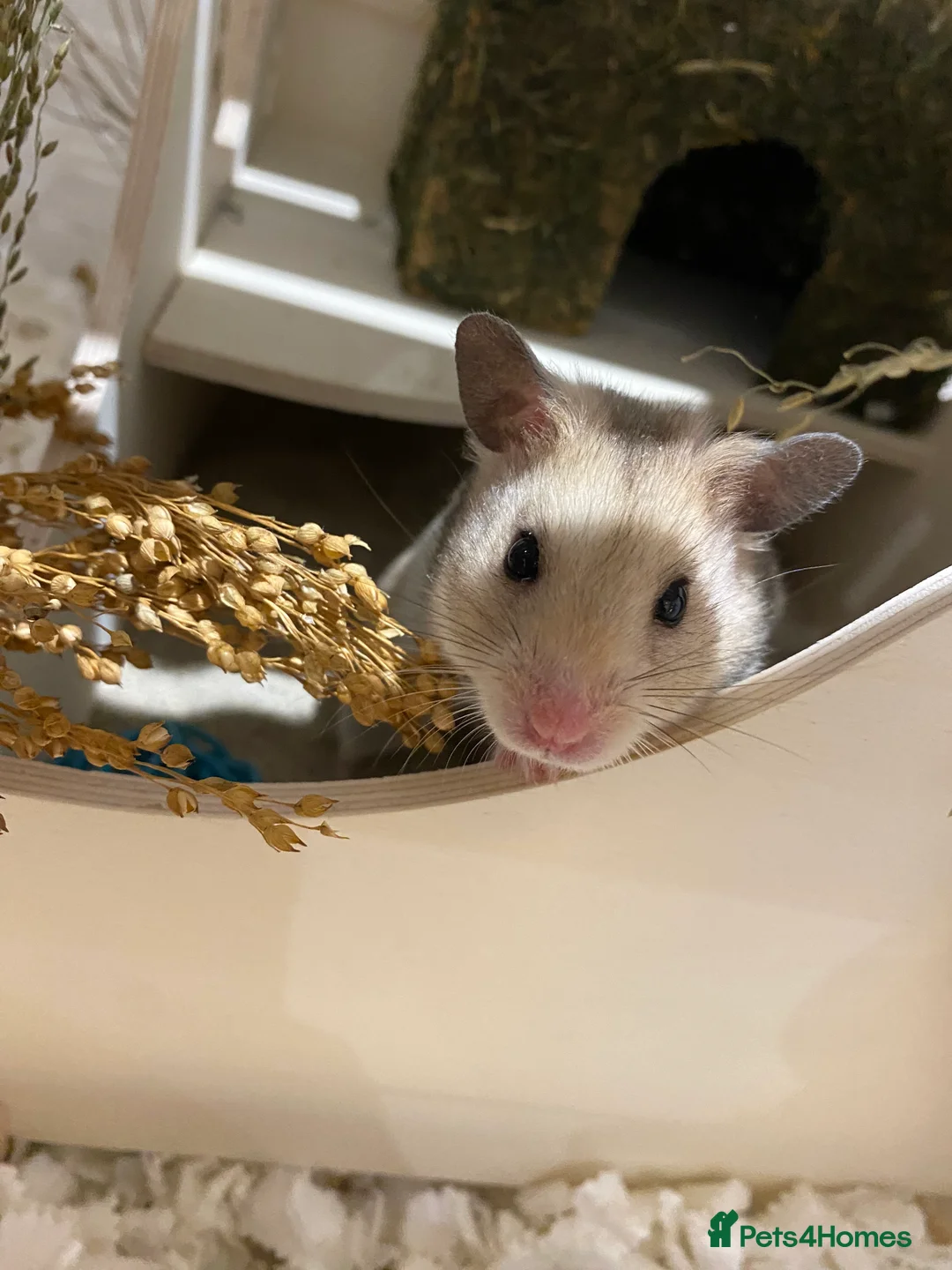 Hamster rodents for sale: Lovely hamster looking for new home 🩷 in Lewes - Advert 2