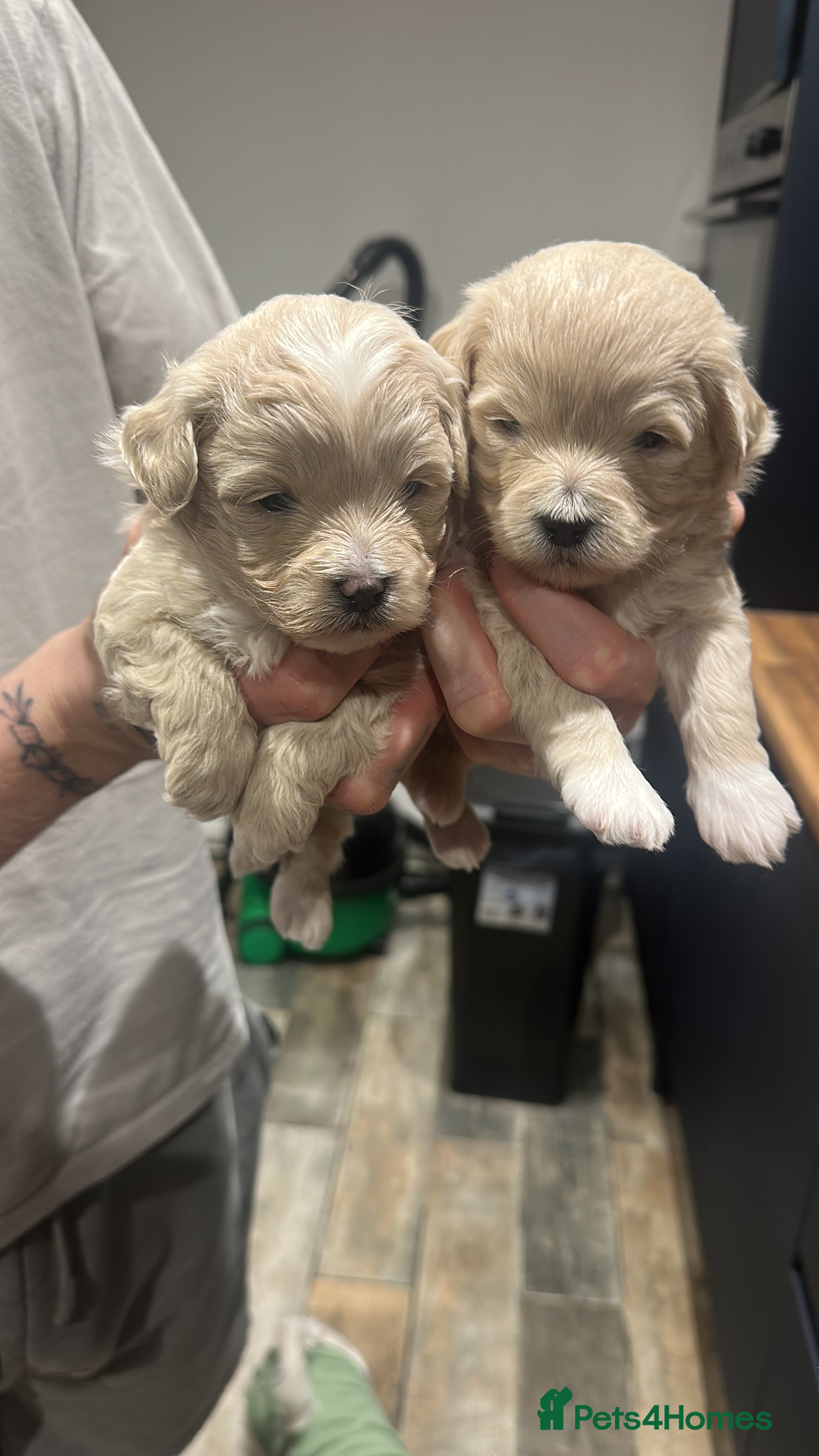 Maltipoo dogs Maltipoo babys - Advert 2