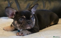 French Bulldog dogs for sale: TOP QUALITY KC REG FRENCHIES AVAILABLE  - Image 25