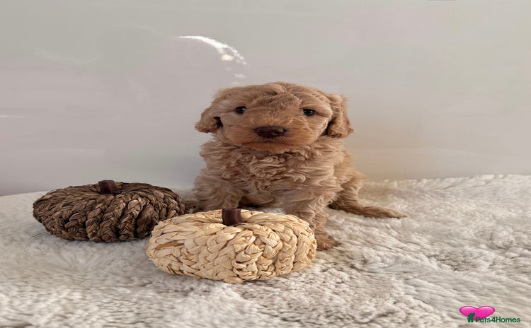 Australian Labradoodle dogs - Advert 2