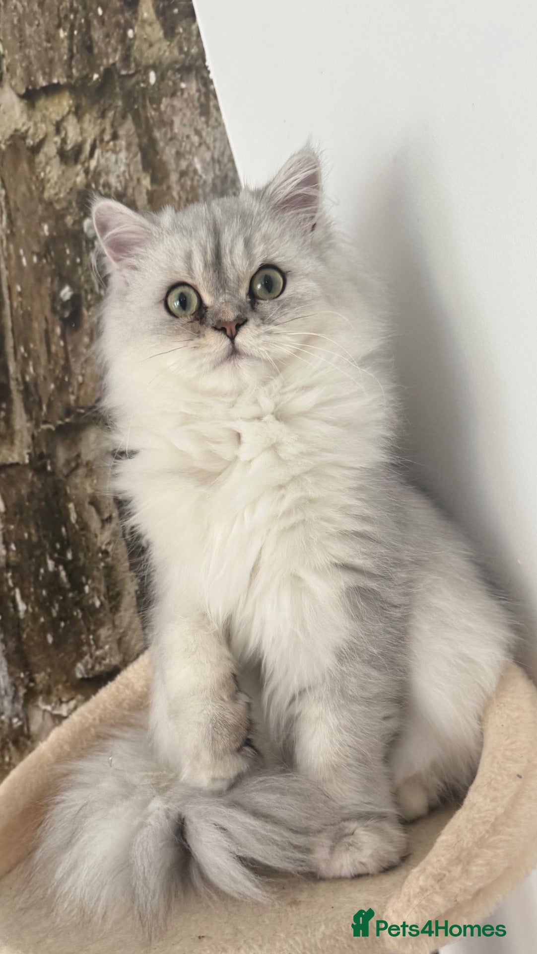 Persian cats GCCF Registered Persian Kittens 7months old. - Advert 1