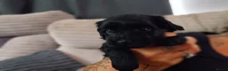 Mixed Breed dogs for sale: Multipoo X Miniature Schnauzer beautiful pups - Advert 27