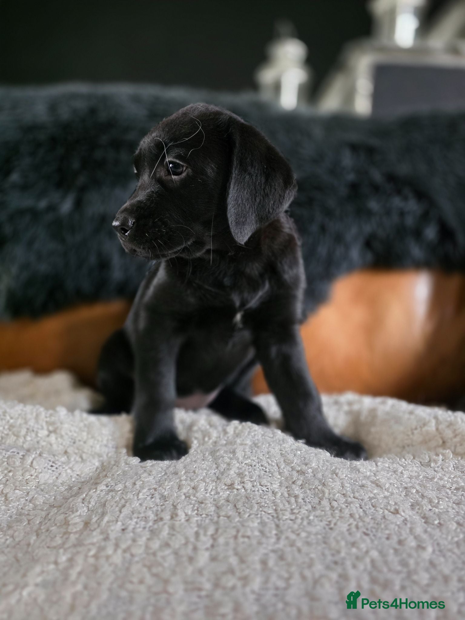 Labrador Retriever dogs High Quality Chunky Black Labrador Puppies - Advert 2