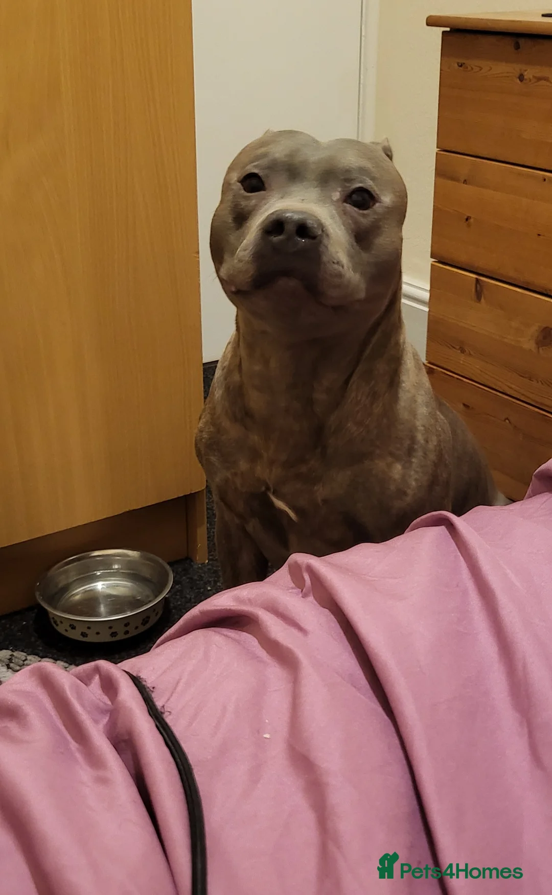 Staffordshire Bull Terrier dogs for sale: 8 year old Blue Staffy - Advert 3