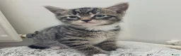 Mixed Breed cats for sale: Six boys and one girl😍😍😍 - Advert 23