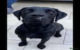 Cockerdor dogs for sale: 🐾FULL HEALTH TESTED BLACK COCKERDORS FOR SALE🐾 in Market Drayton - Image 20