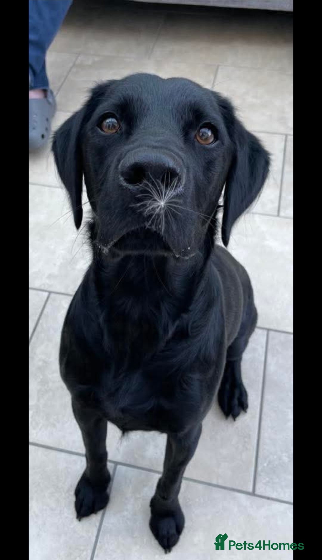 Cockerdor dogs for sale: 🐾FULL HEALTH TESTED BLACK COCKERDORS FOR SALE🐾 in Market Drayton - Image 20