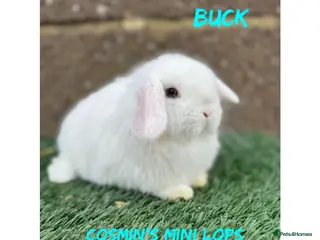 Mini Lop rabbits Pure breed mini lops - Advert 9