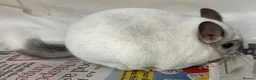 Chinchilla rodents for sale: Whitey, fabulous Wilson White boy - Advert 7