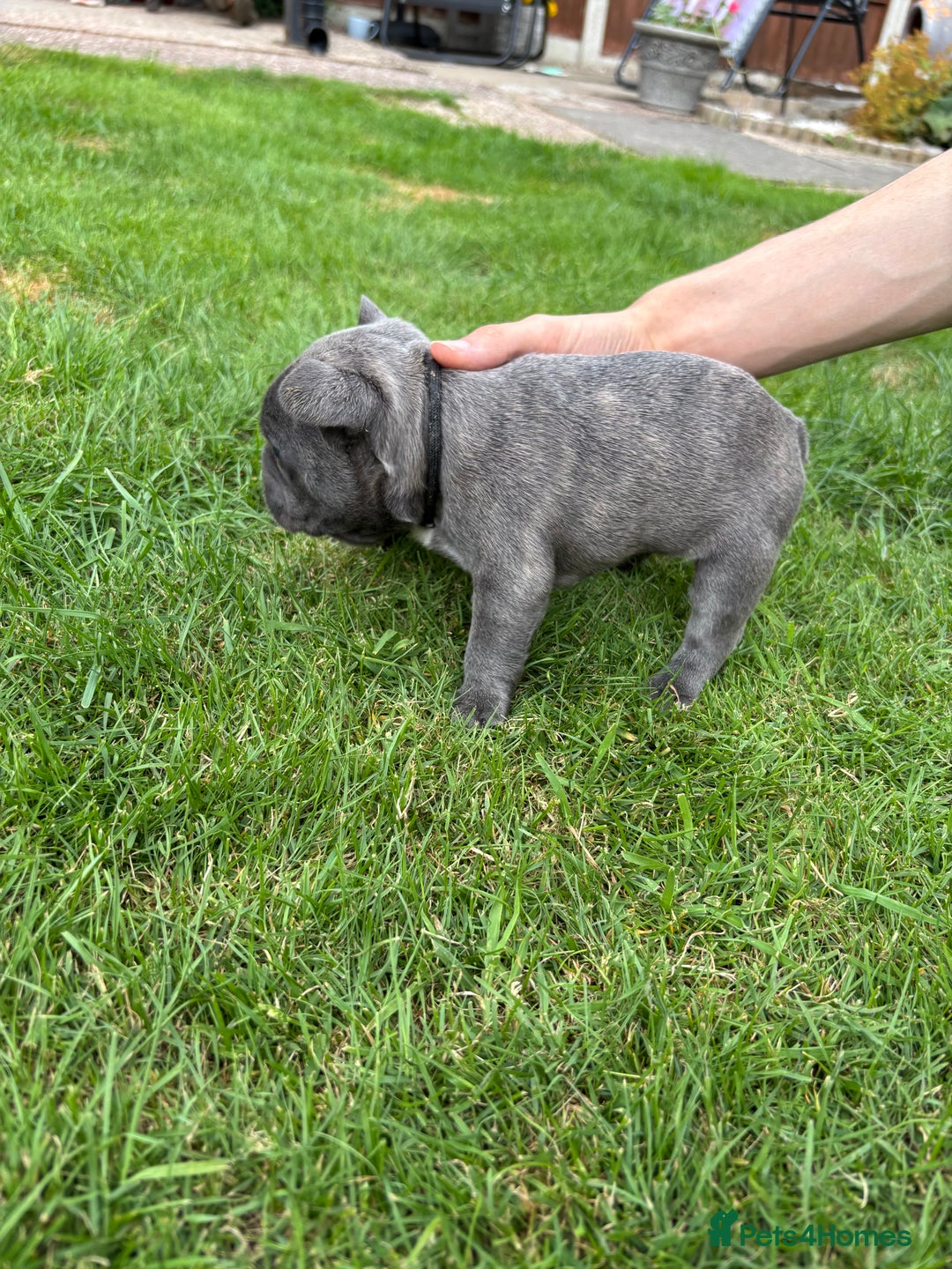 French Bulldog dogs for sale: Gorgeous French Bulldog Puppies. - Image 12