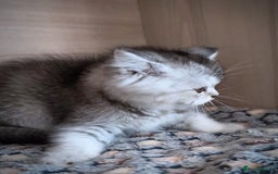 Scottish Fold cats for sale: 💙🩷LAST 2 SCOTTISH KITTENS ✅️TICA reg - Image 2