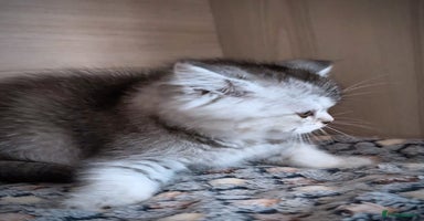 Scottish Fold cats - Advert 4