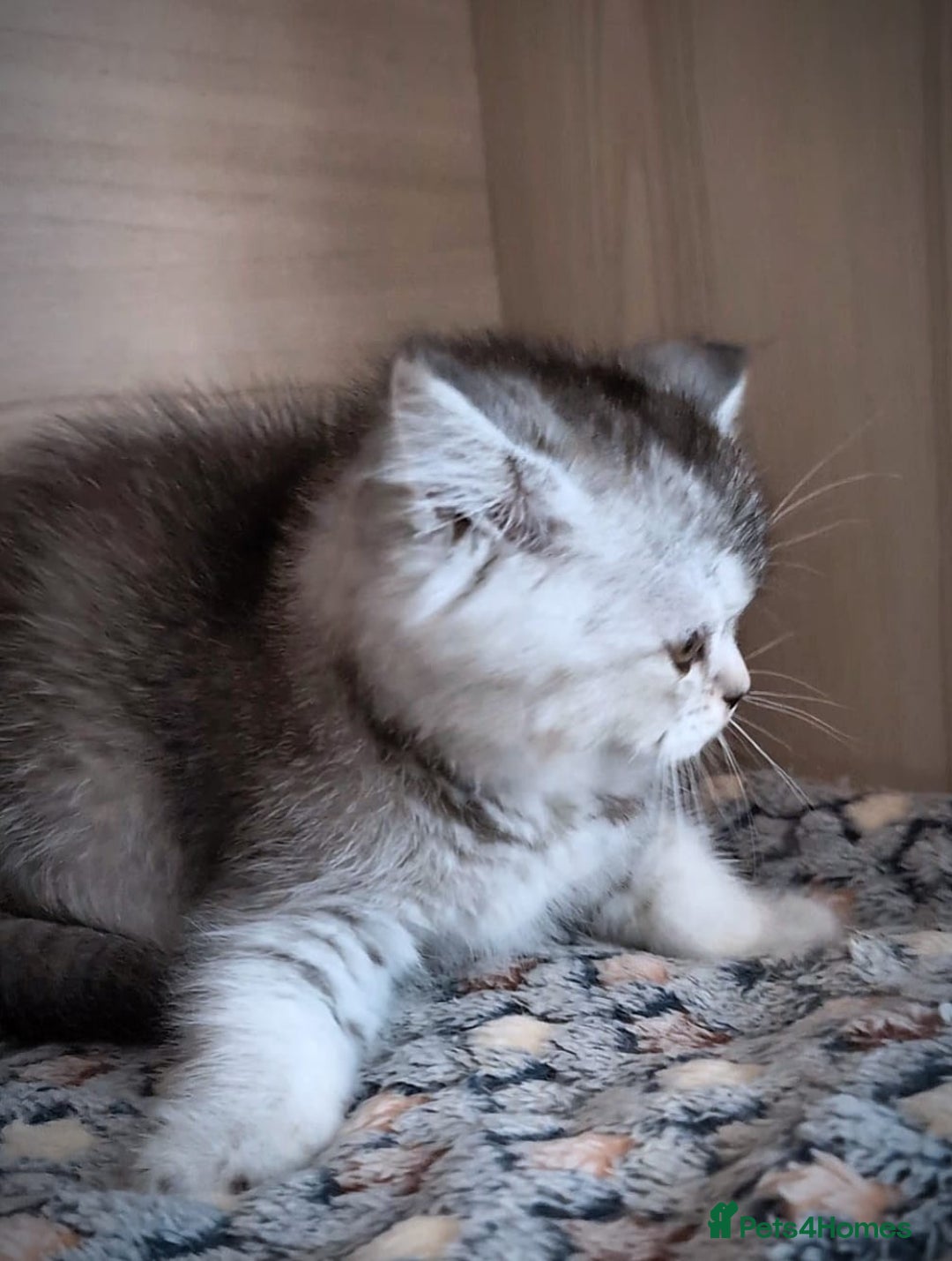 Scottish Fold cats for sale: 💙🩷LAST 2 SCOTTISH KITTENS ✅️TICA reg - Image 2