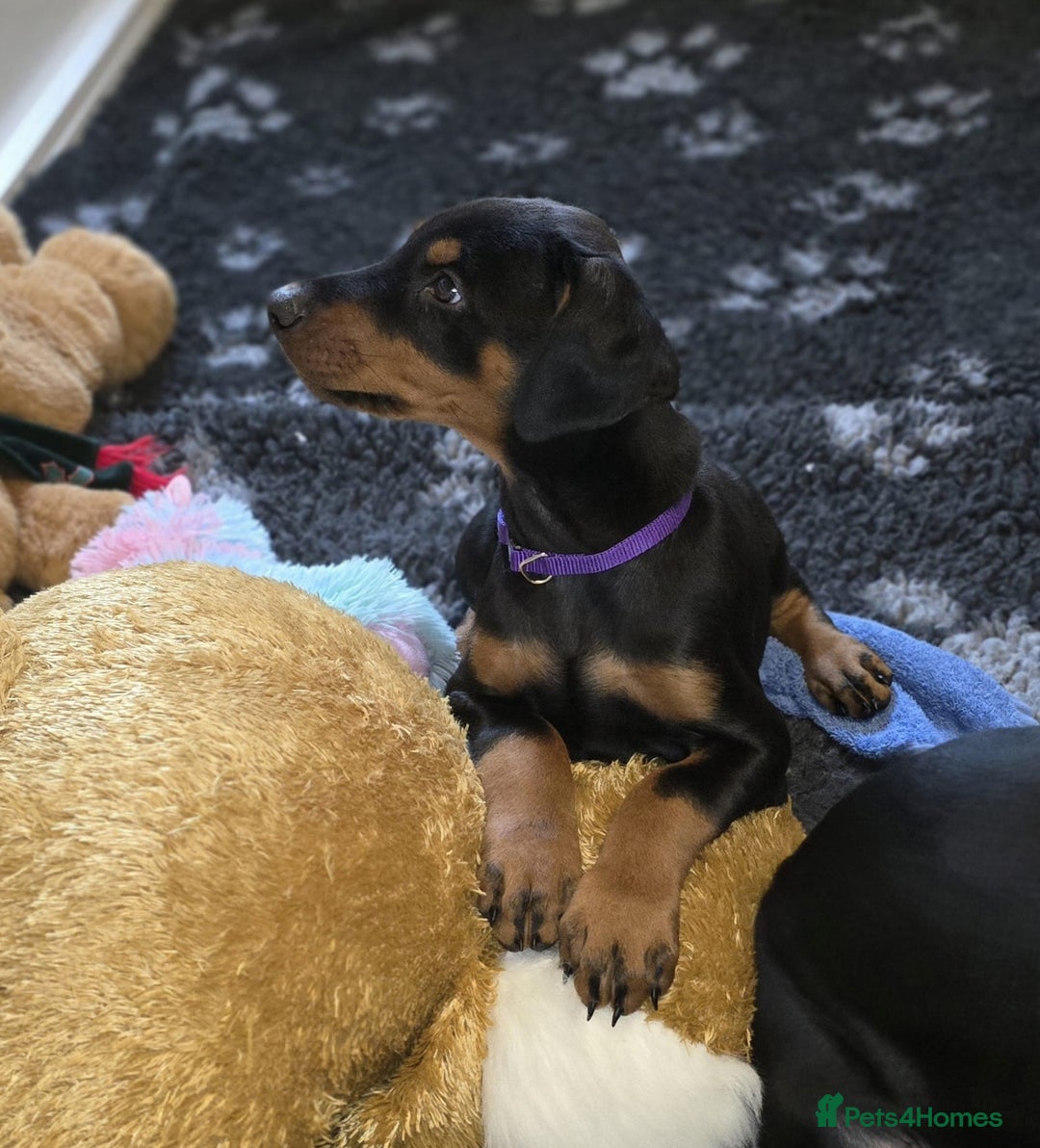 Dobermann dogs for sale: HEALTH TESTED, HOME REARED, STUNNING DOBERMAN PUPS - Advert 4