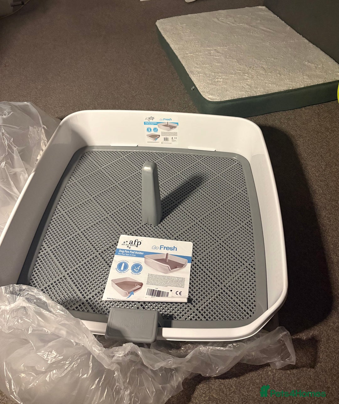 American Bully dogs for sale: Pocket American bully  - Advert 11