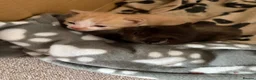 Mixed Breed cats for sale: Beautiful kittens for sale. - Advert 2